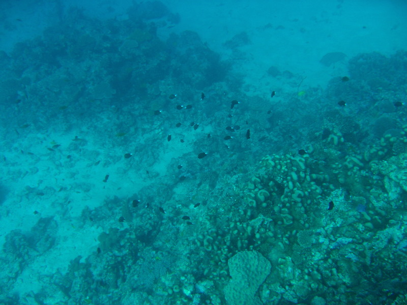 Rainbow-Reef-Scuba-Diving-Taveuni-Fiji-146