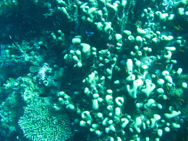 Rainbow-Reef-Scuba-Diving-Taveuni-Fiji-147