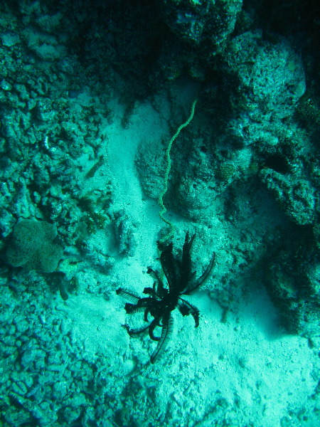 Rainbow-Reef-Scuba-Diving-Taveuni-Fiji-151