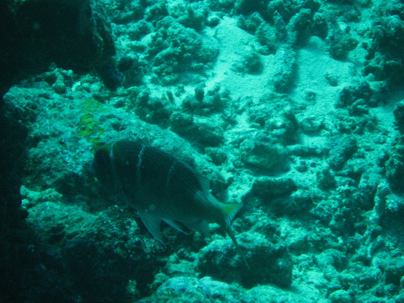 Rainbow-Reef-Scuba-Diving-Taveuni-Fiji-154