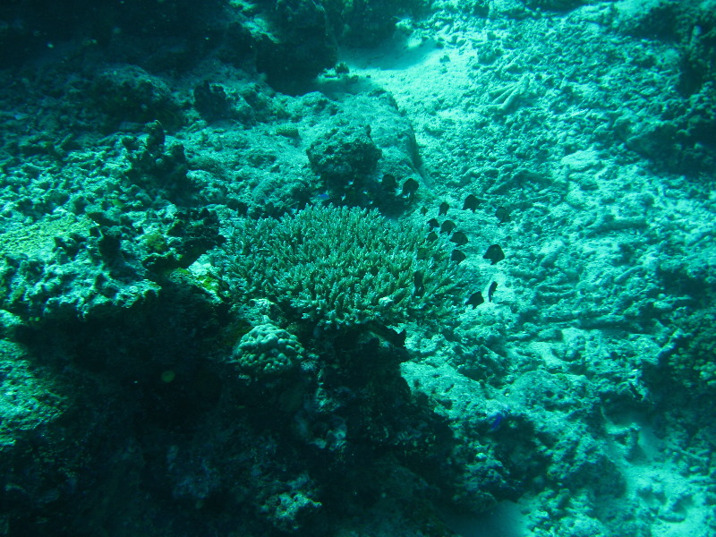 Rainbow-Reef-Scuba-Diving-Taveuni-Fiji-156