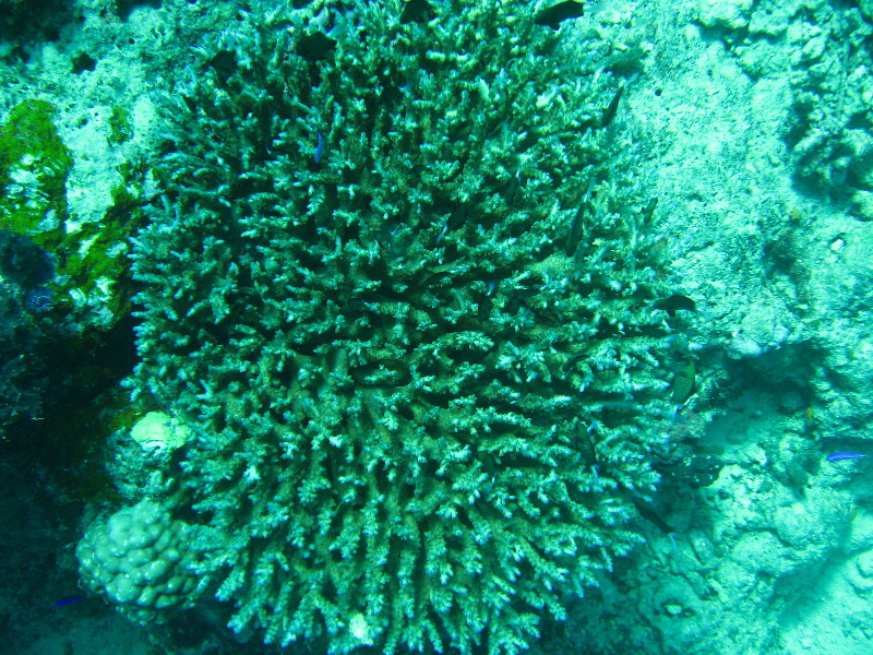 Rainbow-Reef-Scuba-Diving-Taveuni-Fiji-158