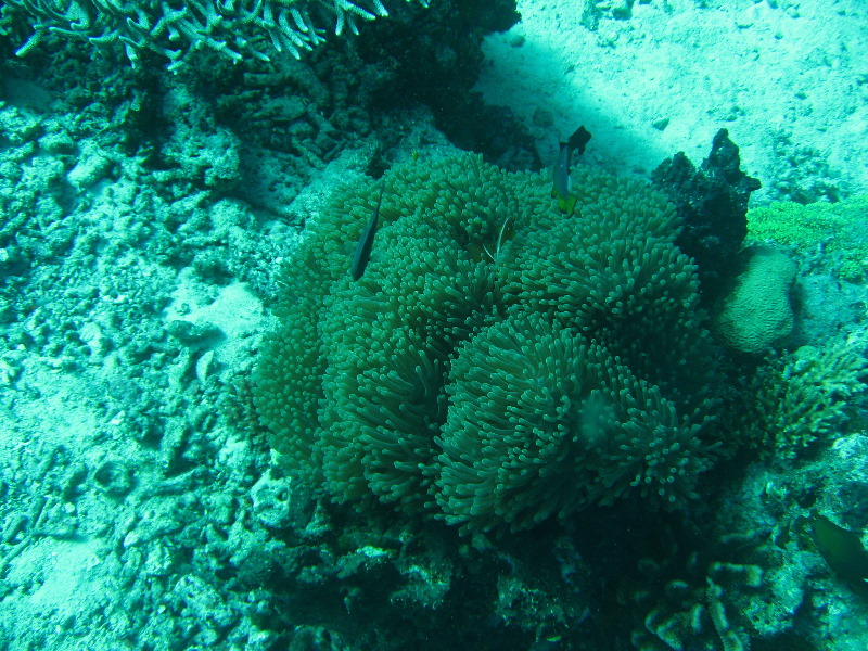 Rainbow-Reef-Scuba-Diving-Taveuni-Fiji-161