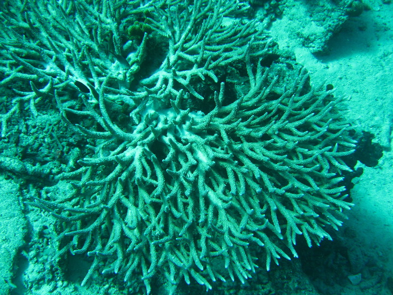 Rainbow-Reef-Scuba-Diving-Taveuni-Fiji-163