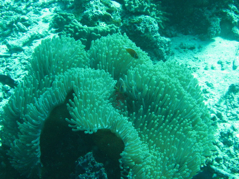 Rainbow-Reef-Scuba-Diving-Taveuni-Fiji-167