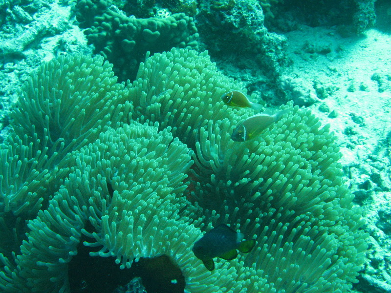 Rainbow-Reef-Scuba-Diving-Taveuni-Fiji-168