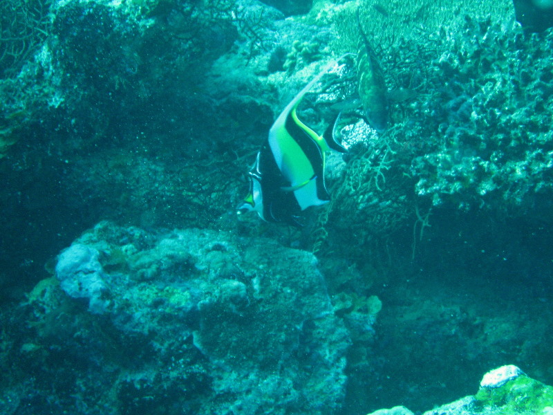 Rainbow-Reef-Scuba-Diving-Taveuni-Fiji-176