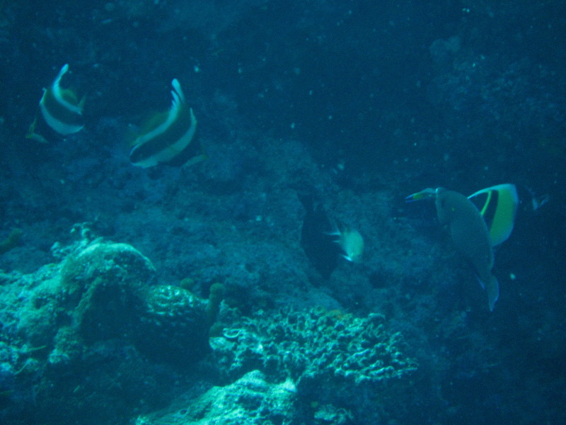 Rainbow-Reef-Scuba-Diving-Taveuni-Fiji-179