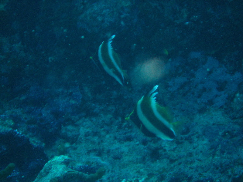 Rainbow-Reef-Scuba-Diving-Taveuni-Fiji-180