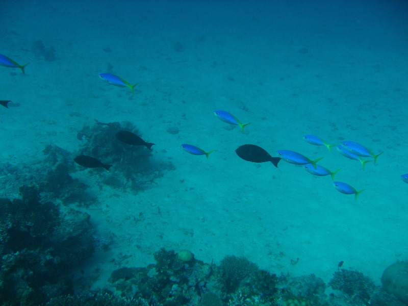 Rainbow-Reef-Scuba-Diving-Taveuni-Fiji-186