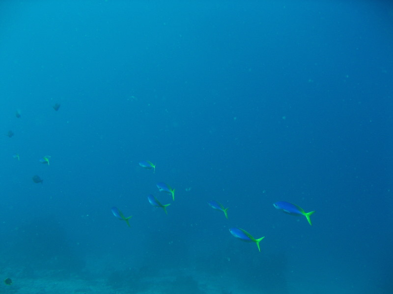 Rainbow-Reef-Scuba-Diving-Taveuni-Fiji-189