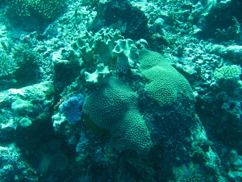 Rainbow-Reef-Scuba-Diving-Taveuni-Fiji-194