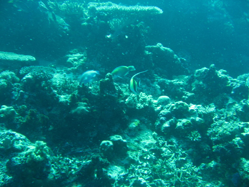 Rainbow-Reef-Scuba-Diving-Taveuni-Fiji-196