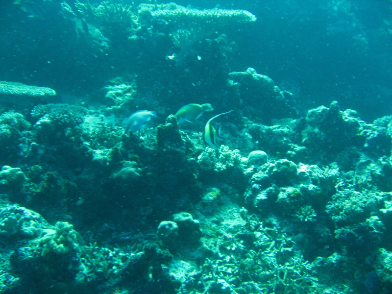 Rainbow-Reef-Scuba-Diving-Taveuni-Fiji-196