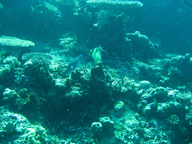 Rainbow-Reef-Scuba-Diving-Taveuni-Fiji-197