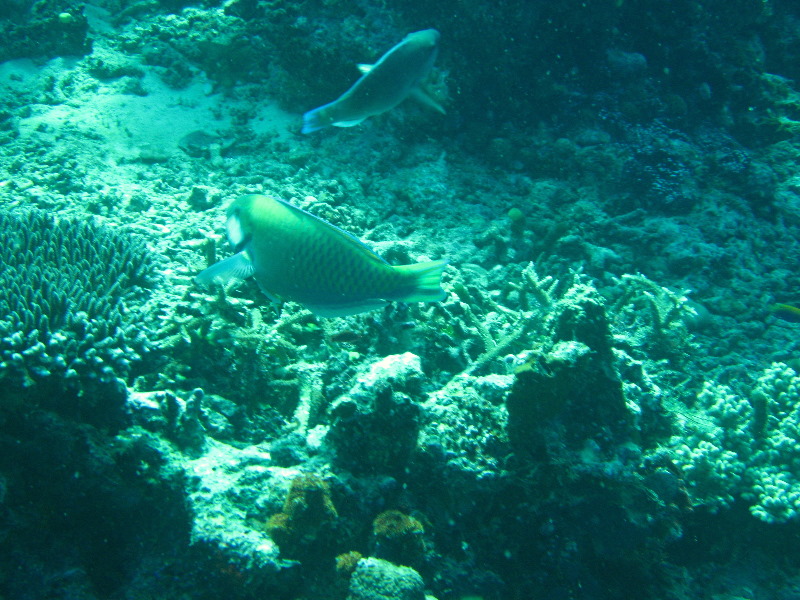 Rainbow-Reef-Scuba-Diving-Taveuni-Fiji-199