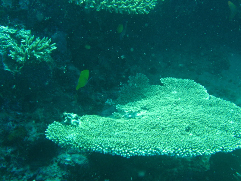 Rainbow-Reef-Scuba-Diving-Taveuni-Fiji-200