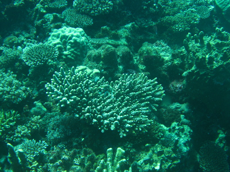 Rainbow-Reef-Scuba-Diving-Taveuni-Fiji-205