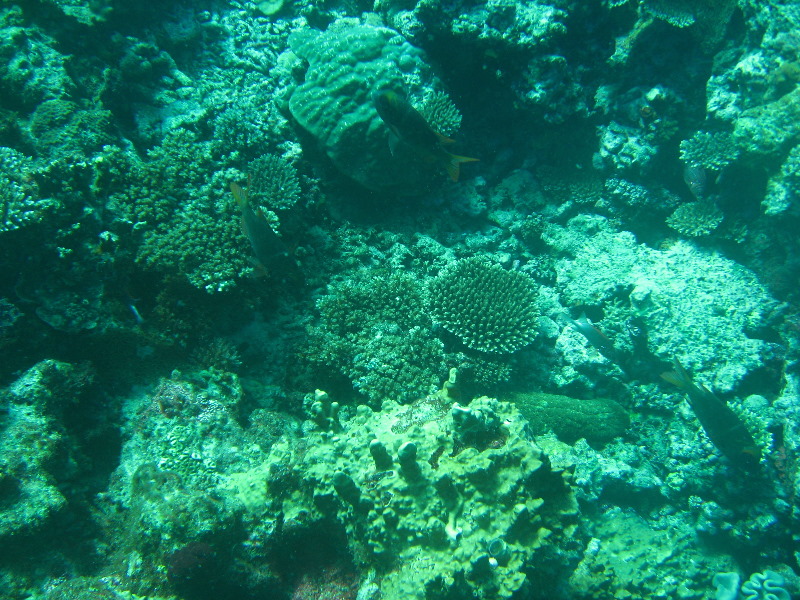 Rainbow-Reef-Scuba-Diving-Taveuni-Fiji-207