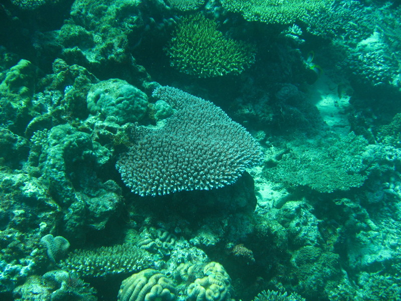 Rainbow-Reef-Scuba-Diving-Taveuni-Fiji-208