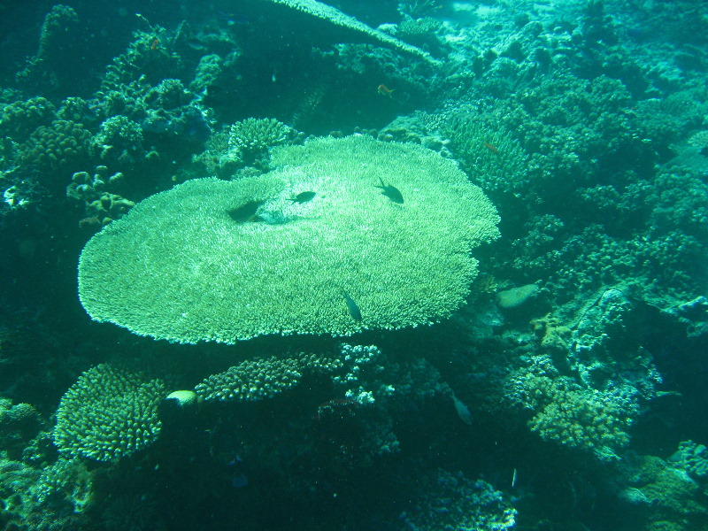 Rainbow-Reef-Scuba-Diving-Taveuni-Fiji-210