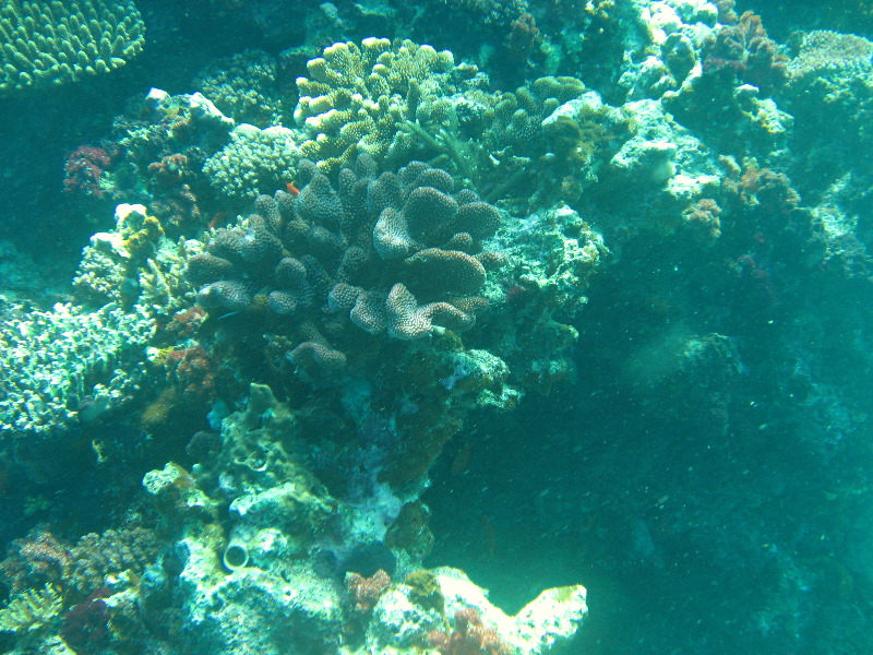 Rainbow-Reef-Scuba-Diving-Taveuni-Fiji-214