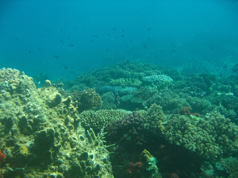 Rainbow-Reef-Scuba-Diving-Taveuni-Fiji-217