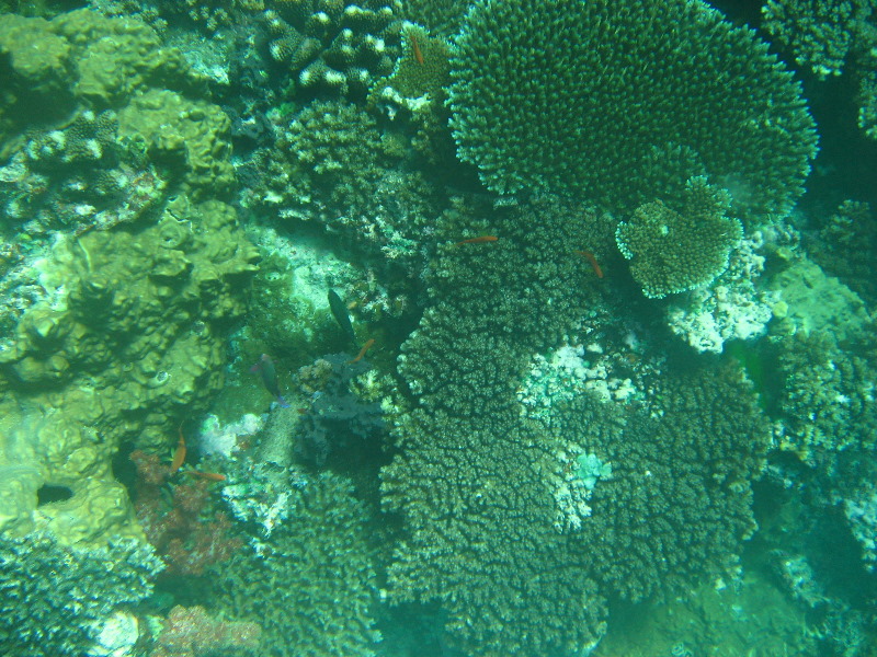 Rainbow-Reef-Scuba-Diving-Taveuni-Fiji-218