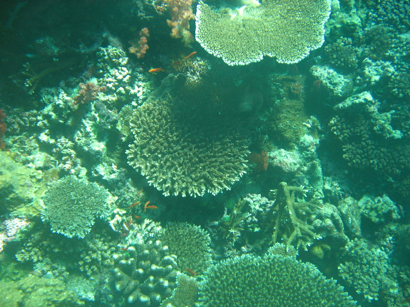 Rainbow-Reef-Scuba-Diving-Taveuni-Fiji-219