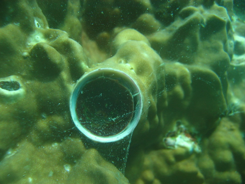 Rainbow-Reef-Scuba-Diving-Taveuni-Fiji-222