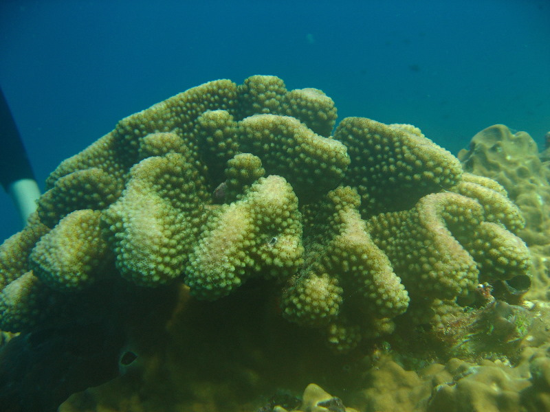 Rainbow-Reef-Scuba-Diving-Taveuni-Fiji-223