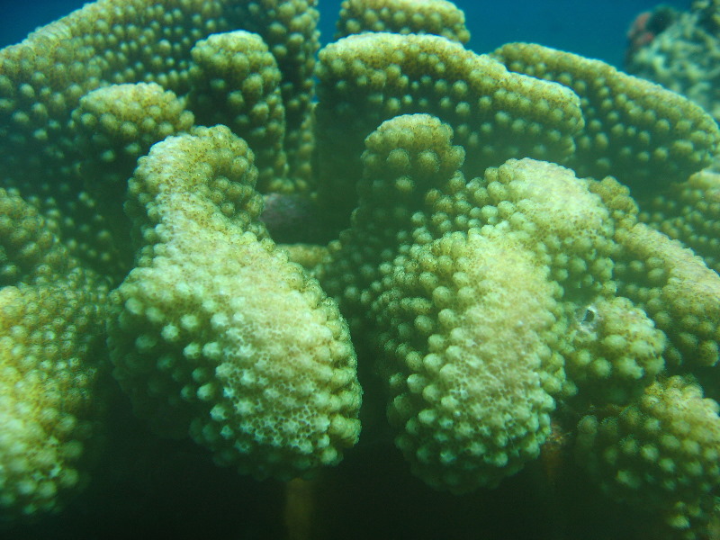 Rainbow-Reef-Scuba-Diving-Taveuni-Fiji-224