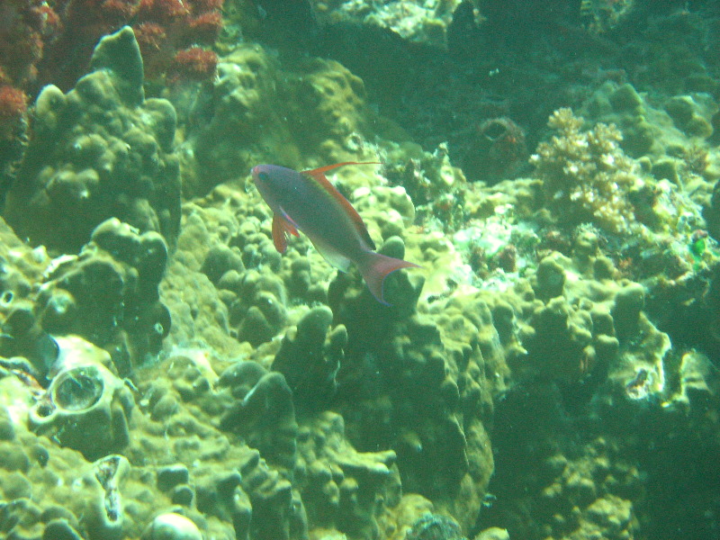 Rainbow-Reef-Scuba-Diving-Taveuni-Fiji-225