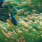 Rainbow Reef Scuba Diving - Taveuni, Fiji
