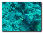 Rainbow-Reef-Scuba-Diving-Taveuni-Fiji-013