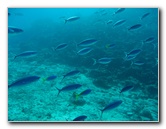 Rainbow-Reef-Scuba-Diving-Taveuni-Fiji-017