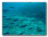 Rainbow-Reef-Scuba-Diving-Taveuni-Fiji-018