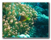 Rainbow Reef Scuba Diving - Taveuni Island