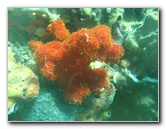 Rainbow-Reef-Scuba-Diving-Taveuni-Fiji-026