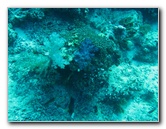 Rainbow-Reef-Scuba-Diving-Taveuni-Fiji-031