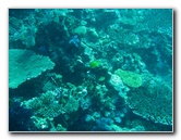 Rainbow-Reef-Scuba-Diving-Taveuni-Fiji-046