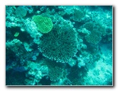 Rainbow-Reef-Scuba-Diving-Taveuni-Fiji-047