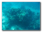 Rainbow-Reef-Scuba-Diving-Taveuni-Fiji-048