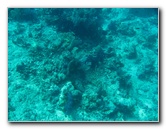 Rainbow-Reef-Scuba-Diving-Taveuni-Fiji-054