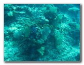 Rainbow-Reef-Scuba-Diving-Taveuni-Fiji-058