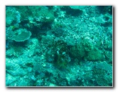 Rainbow-Reef-Scuba-Diving-Taveuni-Fiji-066