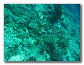 Rainbow-Reef-Scuba-Diving-Taveuni-Fiji-069