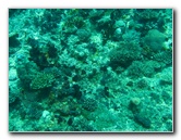 Rainbow-Reef-Scuba-Diving-Taveuni-Fiji-072