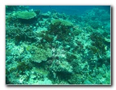 Rainbow-Reef-Scuba-Diving-Taveuni-Fiji-078