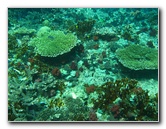 Rainbow-Reef-Scuba-Diving-Taveuni-Fiji-081